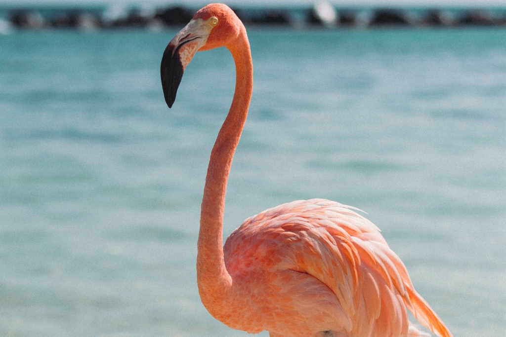 Watching Pink Flamingos in La Guajira Colombia by Flamingo Coworking